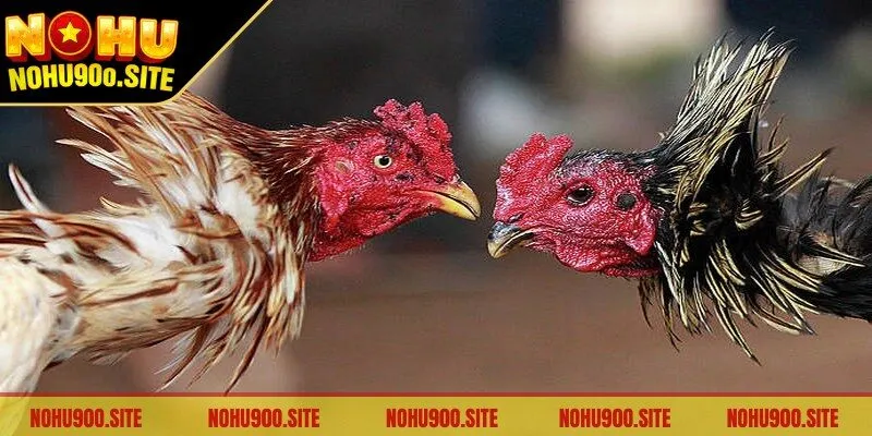 Gà tre là giống gà nhỏ nhắn nhưng không kém phần mạnh mẽ