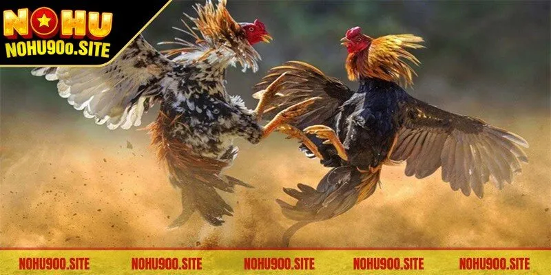 Đá gà cựa dao trên nền tảng trực tuyến thu hút kê thủ theo dõi