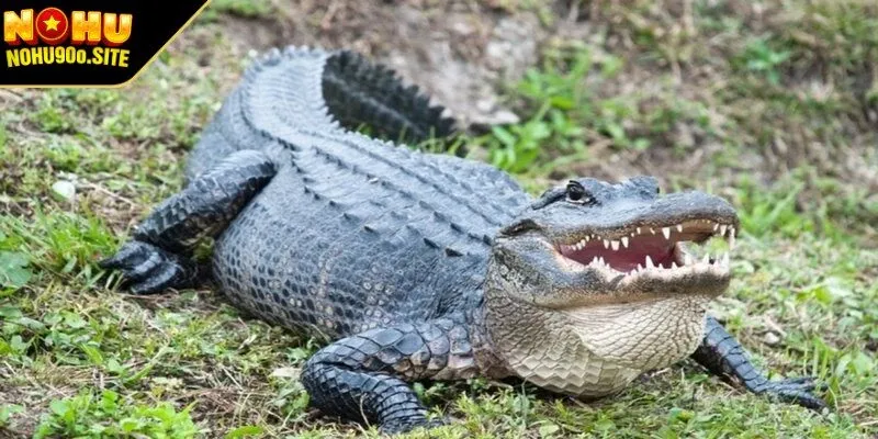 Các con số may mắn trong giấc mơ thấy cá sấu 